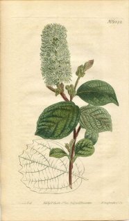 1810ǯ Curtis Botanical Magazine No.1342 ޥ󥵥 ե° FOTHERGILLA ALNIFOLIA