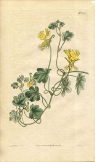 1811ǯ Curtis Botanical Magazine No.1351 Υϥ TROPAEOLUM PEREGRINUM