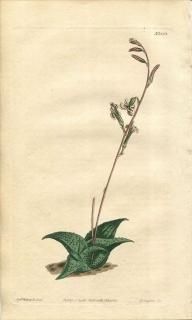 1811ǯ Curtis Botanical Magazine No.1353 ĥܥ ϥץ° ALOE RECURVA ¿ʪ