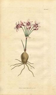 1811ǯ Curtis Botanical Magazine No.1363 ҥХʲ ȥޥꥢ° STRUMARIA CRISPA