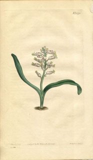 1811ǯ Curtis Botanical Magazine No.1373  饱ʥꥢ° LACHENALIA UNICOLOR