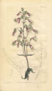 1811ǯ Curtis Botanical Magazine No.1425 Х ֥° PENTSTEMON LAEVIGATA