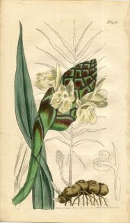 1811ǯ Curtis Botanical Magazine No.1426 祦 ZINGIBER CASUMUNAR