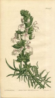 1811ǯ Curtis Botanical Magazine No.1429  ° SALVIA HABLITZIANA ӥ