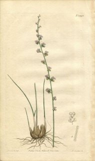 1812ǯ Curtis Botanical Magazine No.1445 Хʲ TRIGLOCHIN BULBOSUM