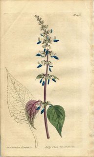 1812ǯ Curtis Botanical Magazine No.1446  ץ쥯ȥĥ° OCIMUM SCUTELLARIOIDES