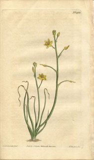 1812ǯ Curtis Botanical Magazine No.1451  ƥꥯ° ANTHERICUM ANNUUM