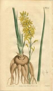 1812ǯ Curtis Botanical Magazine No.1454 ĥܥ ֥ӥ° ANTHERICUM PUGIONIFORME