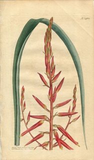 1812ǯ Curtis Botanical Magazine No.1462 ѥʥåץ ԥȥ˥° PITCAIRNIA INTEGRIFOLIA