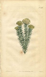 1812ǯ Curtis Botanical Magazine No.1463 祦 ˥ǥ° GNIDIA IMBERBIS