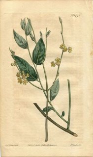 1812ǯ Curtis Botanical Magazine No.1470 Υ å° LAURUS DIOSPYRUS
