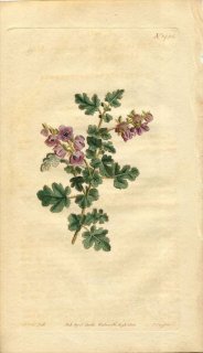 1812ǯ Curtis Botanical Magazine No.1485  饷ڥ° LASIOPETALUM QUERCIFOLIUM