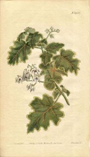1812ǯ Curtis Botanical Magazine No.1486  ȥޥ° LASIOPETALUM SOLANACEUM