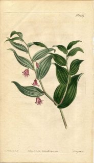 1812ǯ Curtis Botanical Magazine No.1489 ̥ե ֥ꥢ° UVULARIA ROSEA
