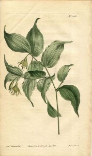 1812ǯ Curtis Botanical Magazine No.1490  ץƥ° UVULARIA LANUGINOSA