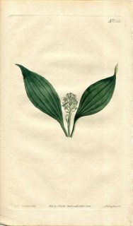 1813ǯ Curtis Botanical Magazine No.1532  ޥϥ° PELIOSANTHES HUMILIS