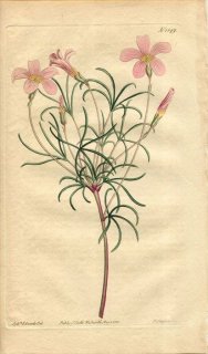 1813ǯ Curtis Botanical Magazine No.1549 Х߲ Х° 襦Х OXALIS PENTAPHYLLA