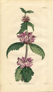 1813ǯ Curtis Botanical Magazine No.1555  ե⥤ǥ° PHLOMIS TUBEROSA