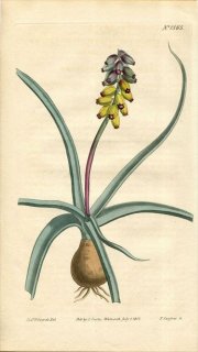 1813ǯ Curtis Botanical Magazine No.1565  ॹ° MUSCARI MOSCHATUM(.) FLAVUM