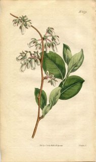 1813ǯ Curtis Botanical Magazine No.1579 ĥĥ ͥ° ANDROMEDA MARIANA(.) OVALIS