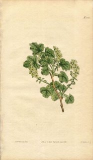 1813ǯ Curtis Botanical Magazine No.1583  ° RIBES RESINOSUM