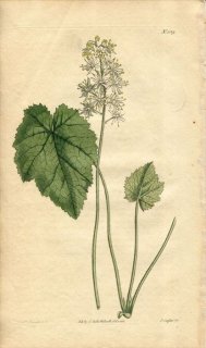 1813ǯ Curtis Botanical Magazine No.1589 業Υ 䥯° TIARELLA CORDIFOLIA