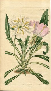 1813ǯ Curtis Botanical Magazine No.1593 Хʲ ޥĥ襤° OENOTHERA CAESPITOSA