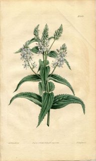 1814ǯ Curtis Botanical Magazine No.1660 Х 塞° VERONICA LABIATA