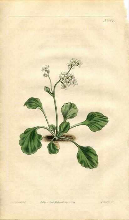 1814年 Curtis Botanical Magazine No 1664 ユキノシタ科 ユキノシタ属 Saxifraga Virginiensis アンティークプリント ボタニカルアート 博物画の通販サイト Spirito Di Artigiano
