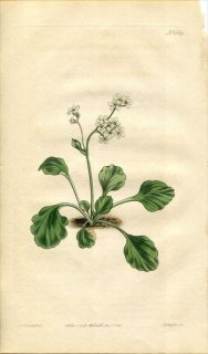 1814ǯ Curtis Botanical Magazine No.1664 業Υ 業Υ° SAXIFRAGA VIRGINIENSIS