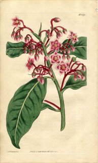 1814ǯ Curtis Botanical Magazine No.1677 饽 ֥° ARDISIA SOLANACEA