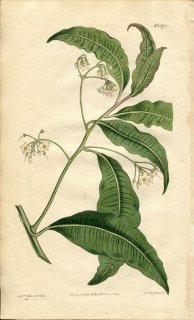 1814ǯ Curtis Botanical Magazine No.1678 饽 ֥° ARDISIA ACUMINATA