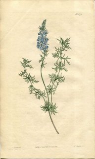 1814ǯ Curtis Botanical Magazine No.1679 Х 塞° VERONICA MULTIFIDA