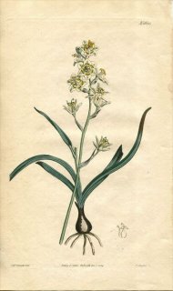 1814ǯ Curtis Botanical Magazine No.1680  إ˥° HELONIAS GLABERRIMA
