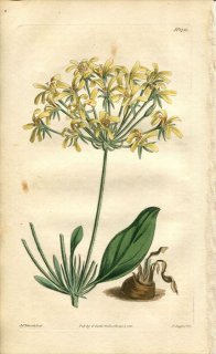 1815ǯ Curtis Botanical Magazine No.1718 ե ƥ󥸥° PELARGONIUM RADICATUM