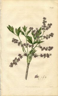 1815ǯ Curtis Botanical Magazine No.1736 ݥ ҥ饮ʥƥɥ ZANTHORHIZA APIIFOLIA