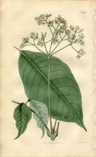 1815ǯ Curtis Botanical Magazine No.1738  إͥ° HEYNEA TRIJUGA