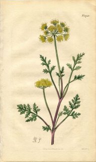 1815ǯ Curtis Botanical Magazine No.1742  SESELI DIVARICATUM