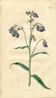 1815ǯ Curtis Botanical Magazine No.1743 饵 ϥޥ٥󥱥° PULMONARIA DAVURICA