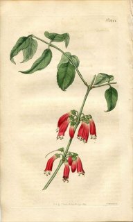 1815ǯ Curtis Botanical Magazine No.1744 ƥٲ ϥꥢ° HALLERIA LUCIDA