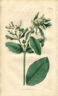1815ǯ Curtis Botanical Magazine No.1747 ȥ 桼եӥ EUPHORBIA VARIEGATA