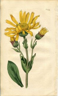 1815ǯ Curtis Botanical Magazine No.1749  ˥° ARNICA MONTANA
