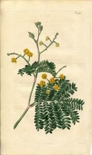 1815ǯ Curtis Botanical Magazine No.1750 ޥ ° ACACIA DISCOLOR