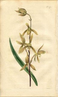 1815ǯ Curtis Botanical Magazine No.1751  ° 륬 CYMBIDIUM ENSIFOLIUM