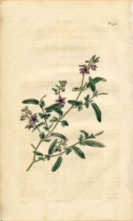 1815ǯ Curtis Botanical Magazine No.1755  饷ڥ° LASIOPETALUM PURPUREUM