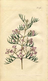 1815ǯ Curtis Botanical Magazine No.1763 ߥ ܥ˥° BORONIA PINNATA