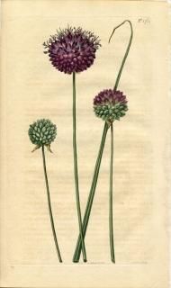 1815ǯ Curtis Botanical Magazine No.1764 ҥХʲ ͥ° ALLIUM SPHAEROCEPHALON