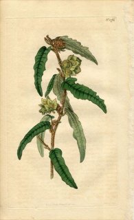1815ǯ Curtis Botanical Magazine No.1766  饷ڥ° LASIOPETALUM FERRUGINEUM