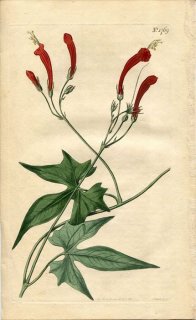 1815ǯ Curtis Botanical Magazine No.1769 ҥ륬 ĥޥ° IPOMOEA SANGUINEA