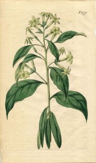 1815ǯ Curtis Botanical Magazine No.1770 ʥ ĥХ䥳ܥ CESTRUM PARQUI